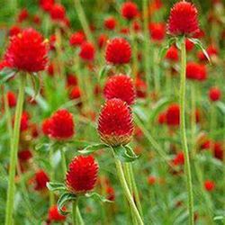Bouquet de Gomphrena