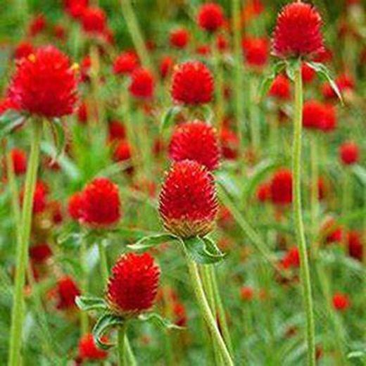 Bouquet de Gomphrena