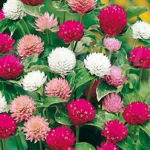 Bouquet de Gomphrena