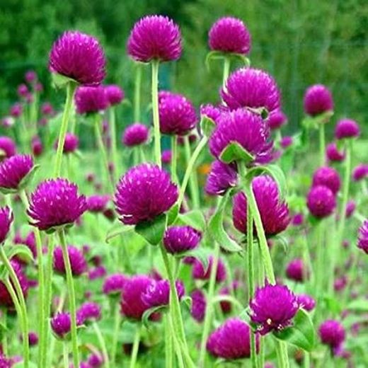 Bouquet de Gomphrena