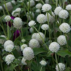 Bouquet de Gomphrena