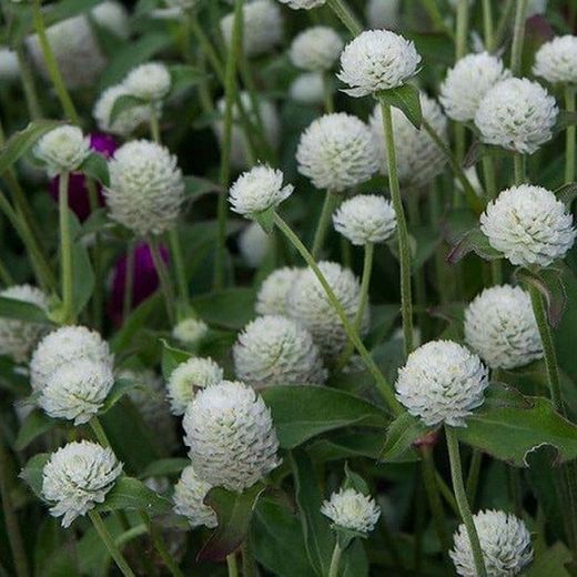 Bouquet de Gomphrena