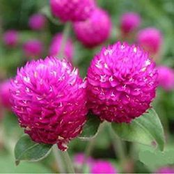 Bouquet de Gomphrena