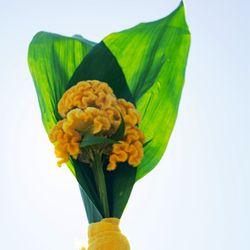 Ram Flor Individual Gest de Gelosia