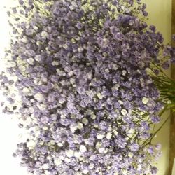 Ram Gypsophilla Paniculata Tenyida