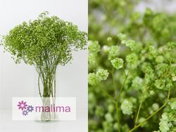 Ram Gypsophilla Paniculata Tenyida