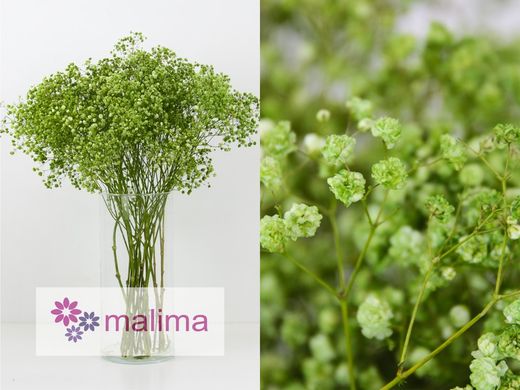 Ram Gypsophilla Paniculata Tenyida