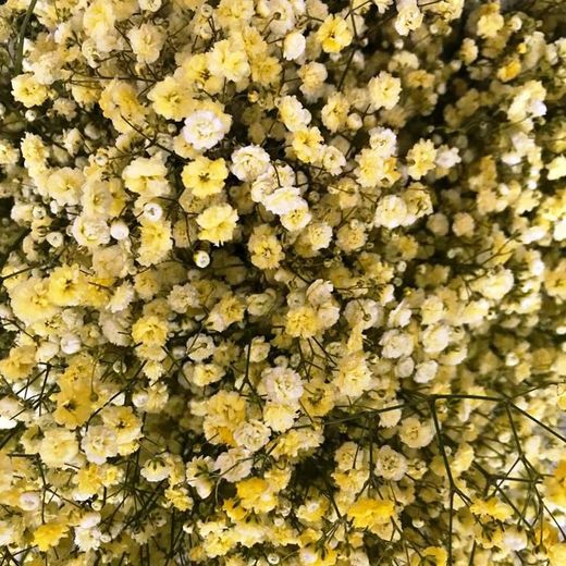 Ram Gypsophilla Paniculata Tenyida