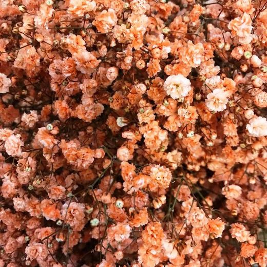 Ram Gypsophilla Paniculata Tenyida