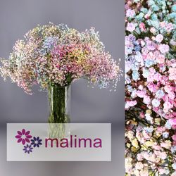 Ram Gypsophilla Paniculata Tenyida