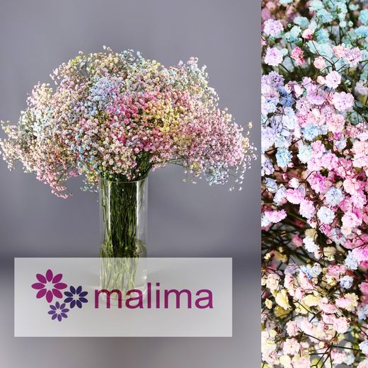 Ram Gypsophilla Paniculata Tenyida