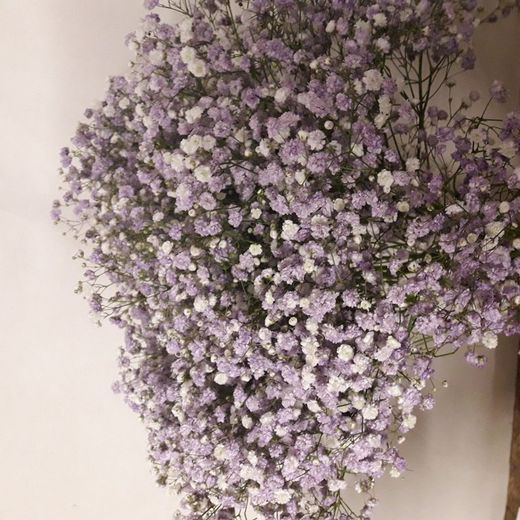 Ram Gypsophilla Paniculata Tenyida