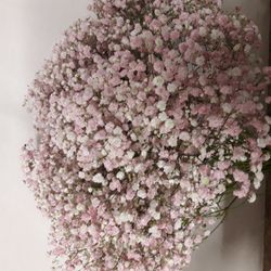 Ram Gypsophilla Paniculata Tenyida