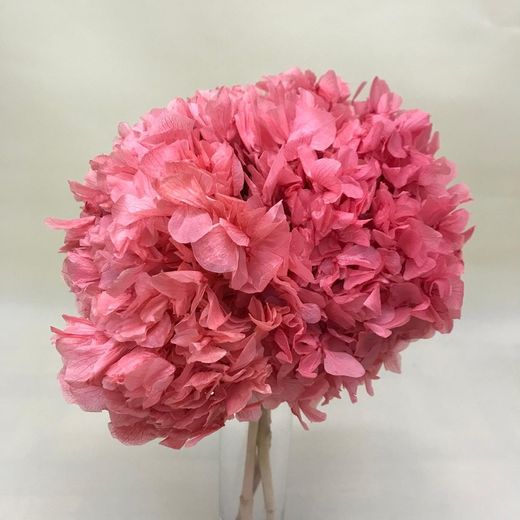 Ram Hortensias i falgueres preservades