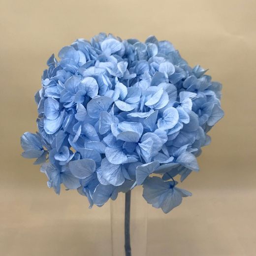 Ram Hortensias i falgueres preservades