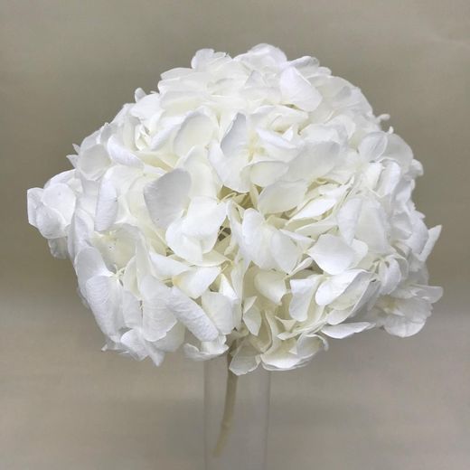 Ram Hortensias i falgueres preservades