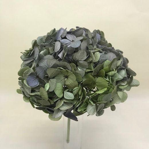 Ram Hortensias i falgueres preservades