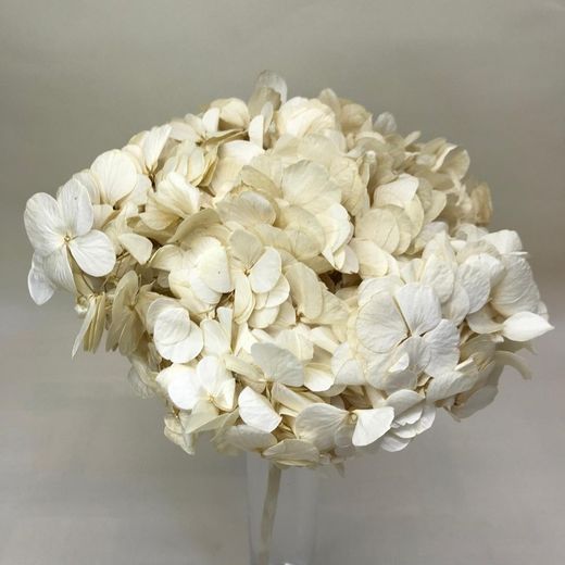 Ram Hortensias i falgueres preservades