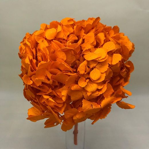 Ram Hortensias i falgueres preservades