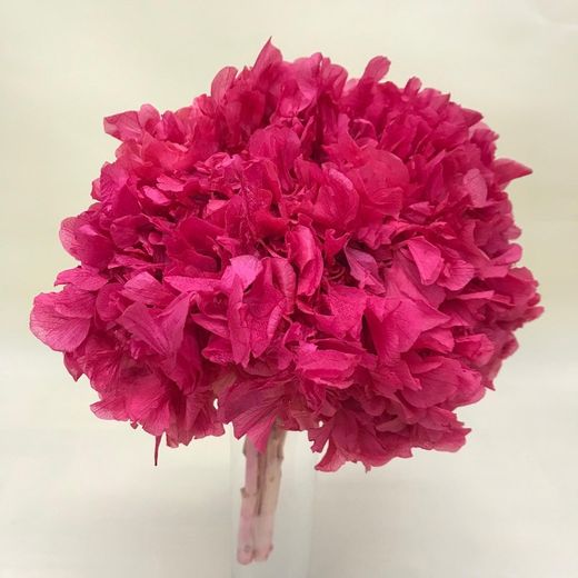 Ram Hortensias i falgueres preservades