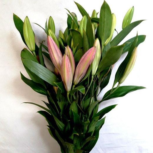 Super Bouquet de Lilium Oriental
