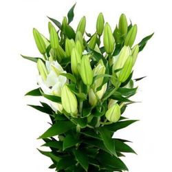 Super Bouquet de Lilium Oriental