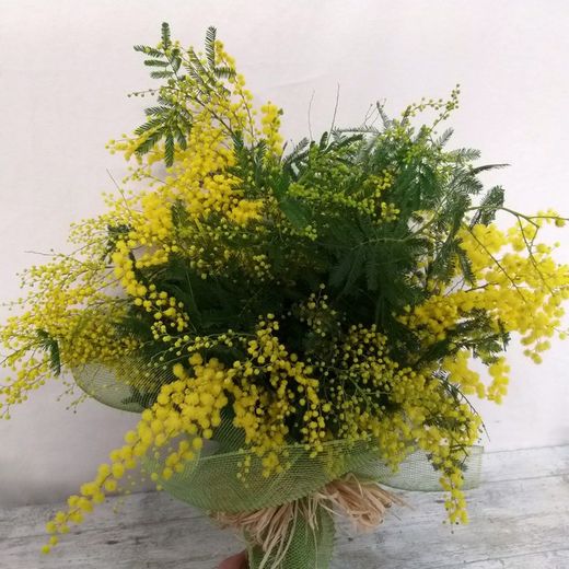 Ramo Mimosa Invernal