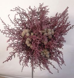 Ram Núvia Stoebe Preservat