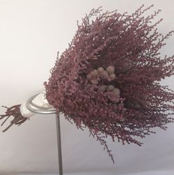 Ram Núvia Stoebe Preservat