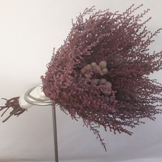 Ram Núvia Stoebe Preservat