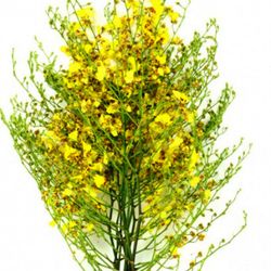 Ramo Orquidea Oncidium Golden Wish 10 tallos