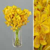 Ramo Orquideas Mokara 5 tallos
