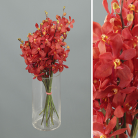 Ramo Orquideas Mokara 5 tallos