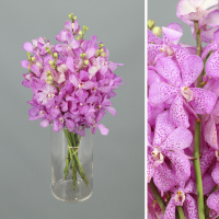Ramo Orquideas Mokara 5 tallos
