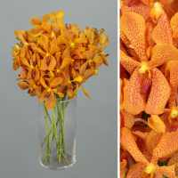 Ramo Orquideas Mokara 5 tallos