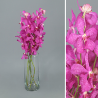 Ramo Orquideas Mokara 5 tallos