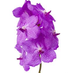 Ram Orquídies Vanda