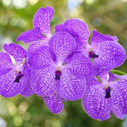 Ram Orquídies Vanda