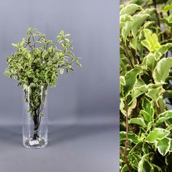 Ramo Pittosporum Tenuifolium Variegata
