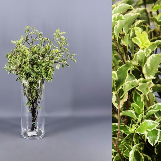 Ramo Pittosporum Tenuifolium Variegata