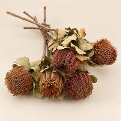 Ramo proteas naturales secas
