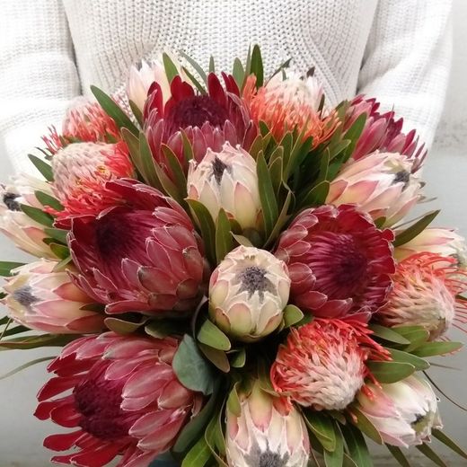 Ramo Proteas Pink Succession