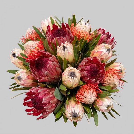 Ramo Proteas Pink Succession