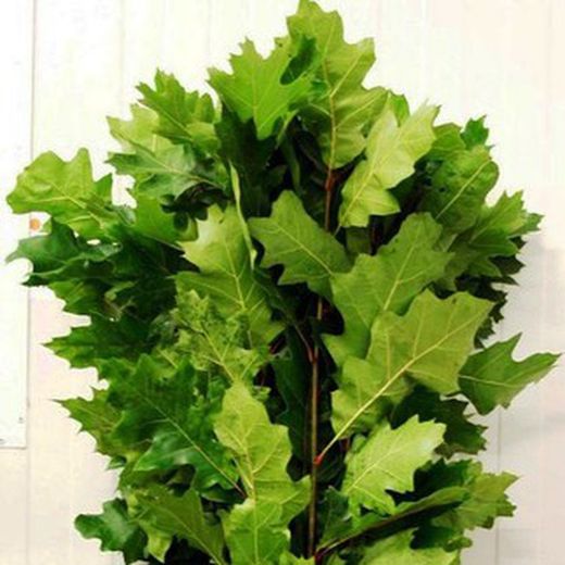 Buquê de Quercus Verde