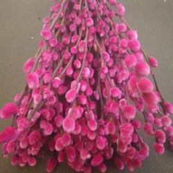 Ram Salix el Gat Colors 20 tiges