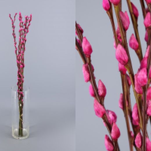 Ram Salix el Gat Colors 20 tiges