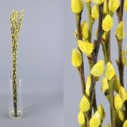 Ram Salix el Gat Colors 20 tiges