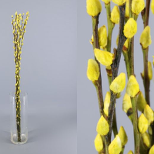 Ram Salix el Gat Colors 20 tiges