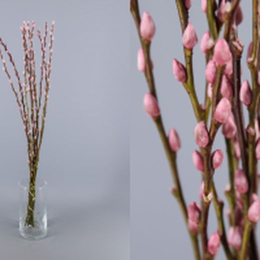 Ram Salix el Gat Colors 20 tiges