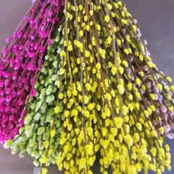 Ram Salix el Gat Colors 20 tiges